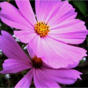 Meet your Posher, ElDior